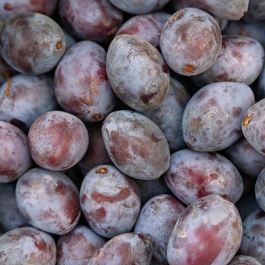 Erik arkaplanı. Bir sürü olgun eriğe yakın çekim. Bahçıvanlık sonbahar hasadı. Seçici yumuşak odaklanma. Doğal bitki arkaplanı.