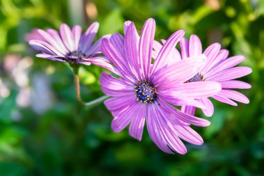 Papatya çiçeği. Mor papatyalar, üst manzara. Seçici yumuşak odak, Bokeh elementleriyle bulanık arkaplan. Bahçe çiçekleri sonbaharda. 