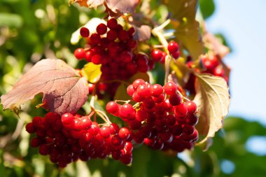 Kırmızı viburnum. Bokeh etkisine sahip bulanık yapraklı arka planda bir sürü kırmızı viburnum meyvesi. Bahçıvanlık sonbahar hasadı. Seçici yumuşak odaklanma. Doğal bitki arkaplanı.