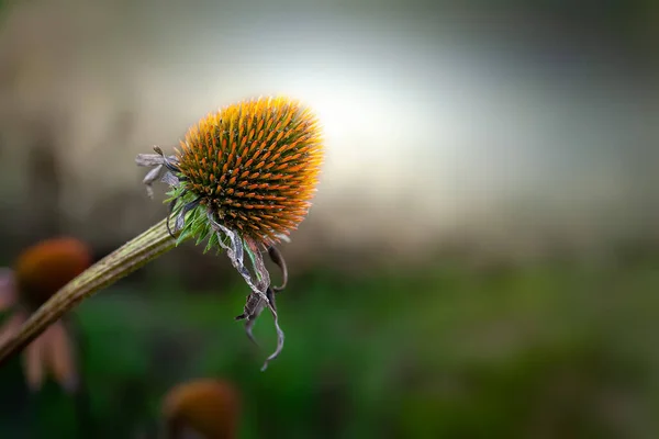 Suchy Kwiat Suszony Kwiat Echinacea Zachodzie Słońca Godzinach Wieczornych Selektywne — Zdjęcie stockowe