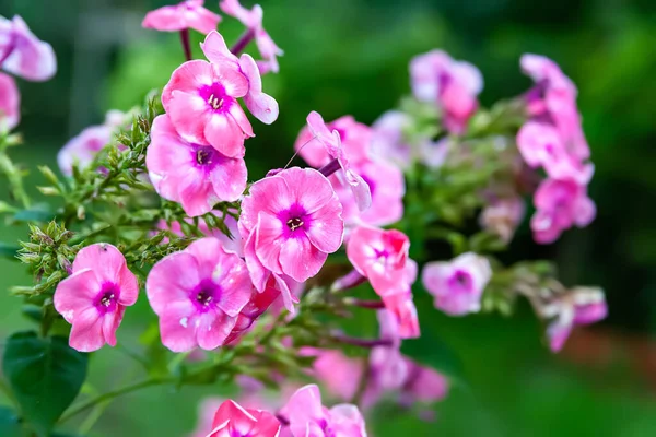 Flores Phlox Lindas Flores Grandes Flox Rosa Fundo Vegetação Embaçada — Fotografia de Stock