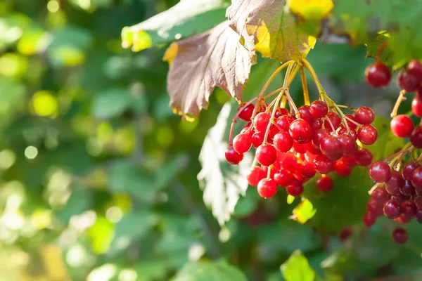 Rotes Viburnum Große Trauben Roter Viburnum Beeren Auf Verschwommenem Laubgrund — Stockfoto