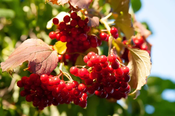 Rotes Viburnum Sträuße Roter Viburnum Beeren Auf Verschwommenem Laubhintergrund Mit — Stockfoto