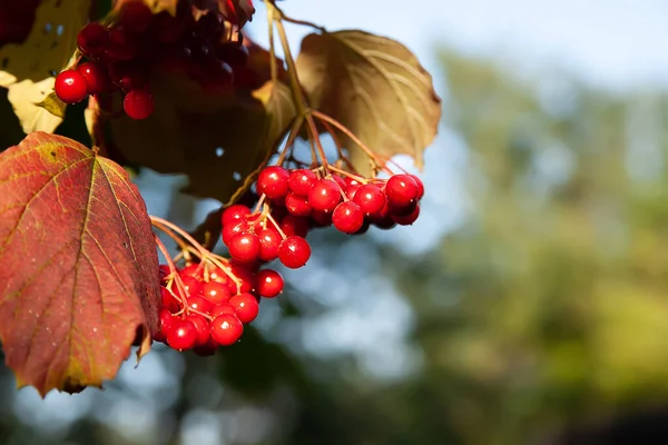 Rotes Viburnum Sträuße Roter Viburnum Beeren Auf Verschwommenem Laubhintergrund Mit — Stockfoto
