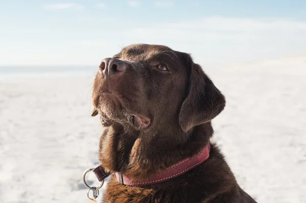 Cão na praia do mar — Fotografia de Stock