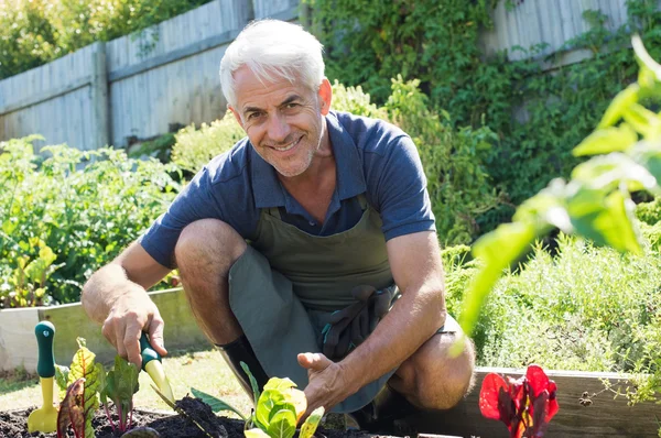 Senior man planting — Stock Photo, Image