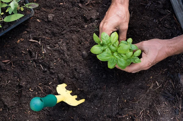 Homem plantando manjericão — Fotografia de Stock