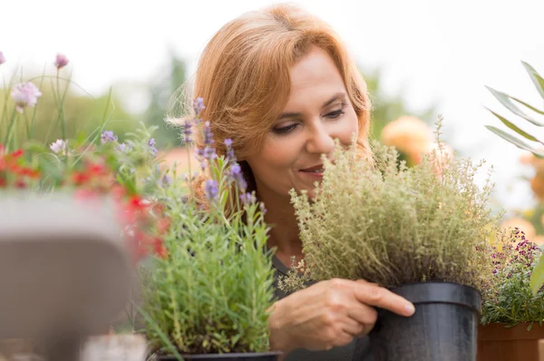 Mulher olhando para planta envasada — Fotografia de Stock