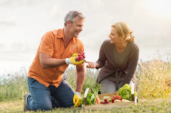 야채를 재배 하는 성숙한 부부 — 스톡 사진