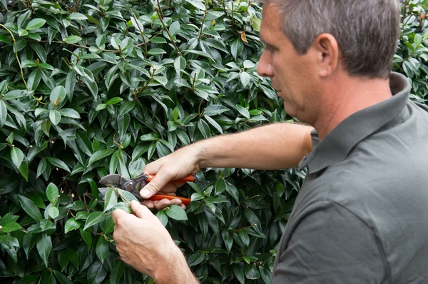 Mature Man Pruning Bushes — Stock Photo, Image