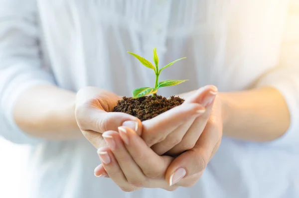 Nuevo concepto de vida y crecimiento — Foto de Stock