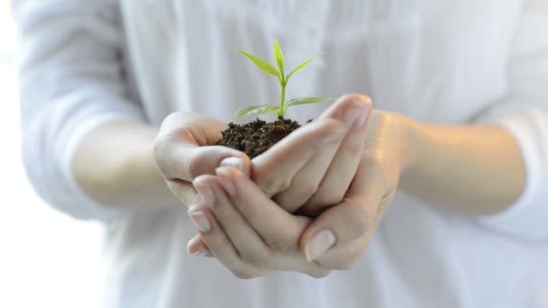 Mujer sosteniendo una planta verde en la palma — Vídeos de Stock