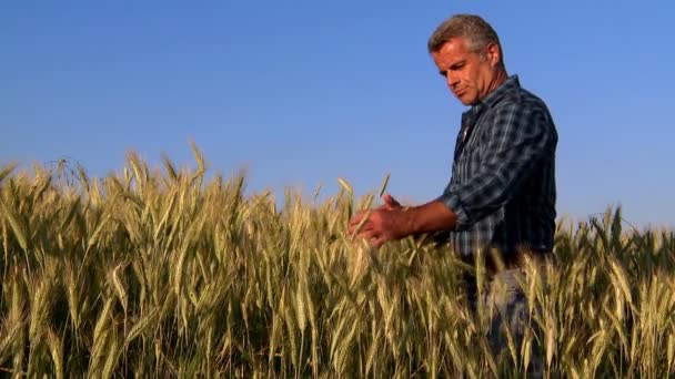 Esame del campo di grano maturo — Video Stock