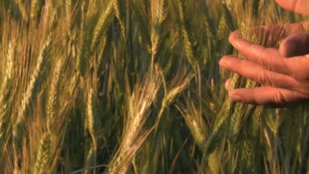 Farmer hands in wheat field — Stock Video