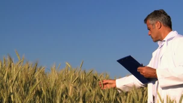 Technik v pšeničné pole — Stock video