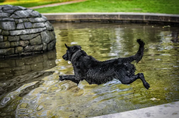 Perro saltador — Foto de Stock