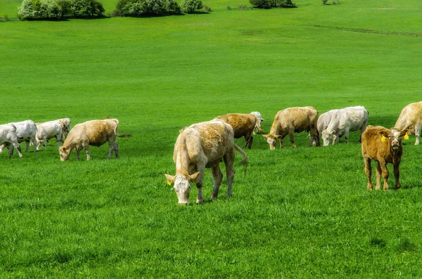 Cows — Stock Photo, Image