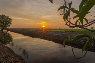 Baharda çeltik tarlasında gün doğumu. Pirinç bitkileri hala çok küçük. Cennet su tedarik kanalına yansıyor. Tarım alanları boyunca telefon hattı direkleri var. Mavi gökyüzünde beyaz bulutlar