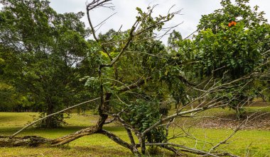 Parktaki bir çayırda devrilmiş bir ağaç. Rüzgâr ve toprak yağmurla yumuşadı ve tropikal ağaç devrildi. Kısmen çıplak dallarda son bir kırmızı çiçek. Kökü sökülmüş bir ağaç çimlerin üzerinde yatıyor.