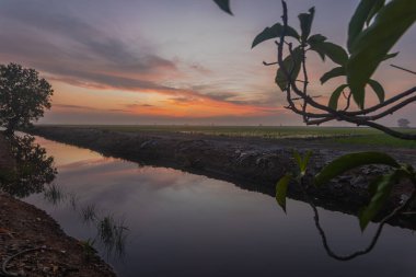 Baharda çeltik tarlasında gün doğumu. Pirinç bitkileri hala çok küçük. Cennet su tedarik kanalına yansıyor. Tarım alanları boyunca telefon hattı direkleri var. Mavi gökyüzünde beyaz bulutlar
