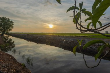 Baharda çeltik tarlasında gün doğumu. Pirinç bitkileri hala çok küçük. Cennet su tedarik kanalına yansıyor. Tarım alanları boyunca telefon hattı direkleri var. Mavi gökyüzünde beyaz bulutlar