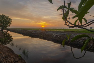 Baharda çeltik tarlasında gün doğumu. Pirinç bitkileri hala çok küçük. Cennet su tedarik kanalına yansıyor. Tarım alanları boyunca telefon hattı direkleri var. Mavi gökyüzünde beyaz bulutlar