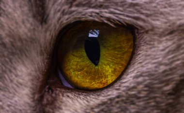 Bir kedi ahşap bir masanın üzerine uzanır ve neredeyse uykuya dalar. Siyah beyaz kürklü küçük kedi yavrusu dinleniyor. Sarı keskin gözlü evcil bir hayvanın yakın çekimi.