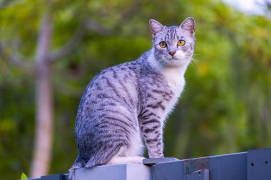 Siyah beyaz kürklü ev kedisi bahçe çitlerinde oturur ve akşam sessizliğinin tadını çıkarır. Dişi kedi arka bahçedeki çevreyi gözlemliyor.