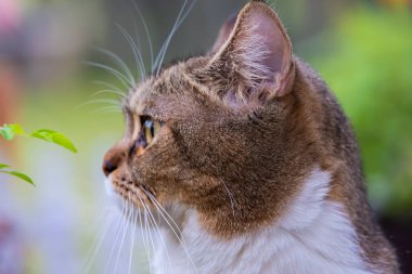 Yetişkin dişi kedi, çimenlikteki çayırda güneşin altında yatıyor. Bir kedinin yakın plan portresi. Şirin dişi kedi çimenlerde dinleniyor ve güneşin tadını çıkarıyor. Bir kedinin yakın plan portresi
