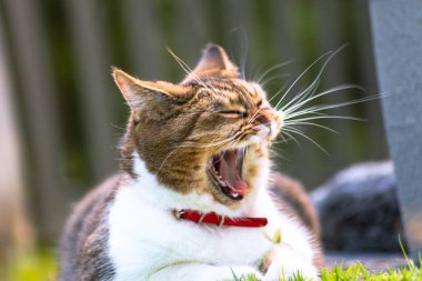 Yetişkin dişi kedi bahçede uzanıyor ve yoğun bir şekilde esniyor. Kedi portresini kapat. Uykulu bir kedinin makro fotoğrafı. Arka bahçede esneyen bir dişi kedi portresi.