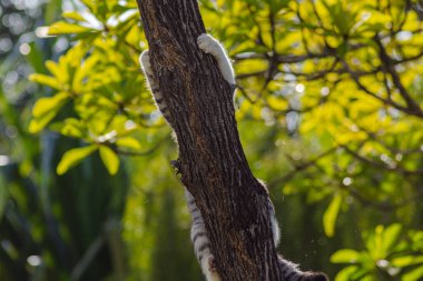 Ağaçtaki bir dalda küçük bir kedi yavrusu. Ağaçlardaki sevimli kedi bir sonraki avı arıyor. Güzel dişi kedi dallara tırmanıyor. Yeşil ağaçta siyah beyaz kürklü yavru kedi.