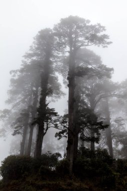 Bhutanese dağlarında 3000 metre yükseklikte sis tarafından örtülmüş ağaçlar. Dochula Geçidi, Butan 'daki Druk Wangyal Anıtı' nda yakalandı. Thimphu yolunda, başkent Butan, Himalaya 