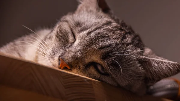 Cat Lies Wooden Desk Almost Falls Asleep Little Kitten Black — Stock Photo, Image