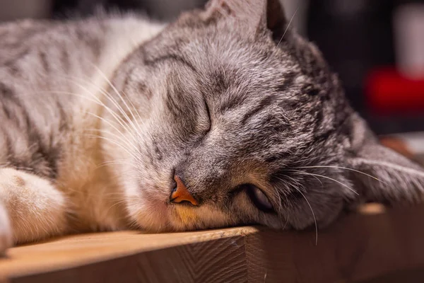 A cat lies on a wooden desk and almost falls asleep. Little kitten with black and white fur is resting relaxed. Close-up of a domestic pet with yellow sharp eyes