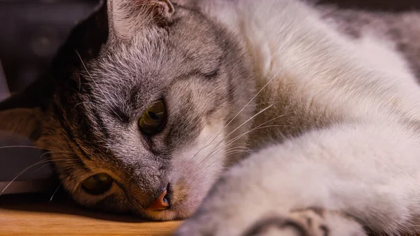 Gato Yace Escritorio Madera Casi Duerme Pequeño Gatito Con Piel —  Fotos de Stock