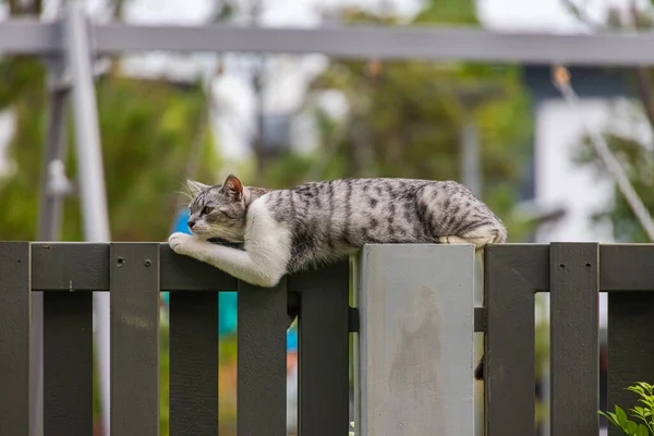 Domestic cat with black and white fur sits on the garden fence and enjoys the evening quietness. Female kitten observing the environment in the backyard