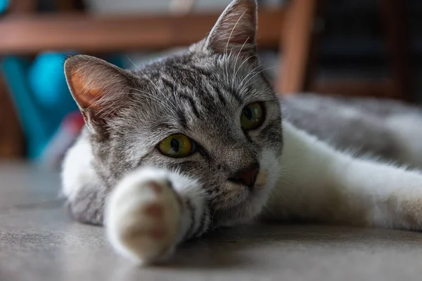 Una Joven Gata Ojos Claros Amarillos Yace Suelo Cerca Retrato —  Fotos de Stock