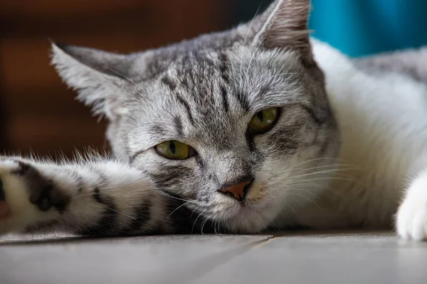 Açık sarı gözlü genç bir dişi kedi yerde yatıyor. Kedi suratının yakın portresi. Küçük sevimli bir kedi yavrusunun makro fotoğrafı..