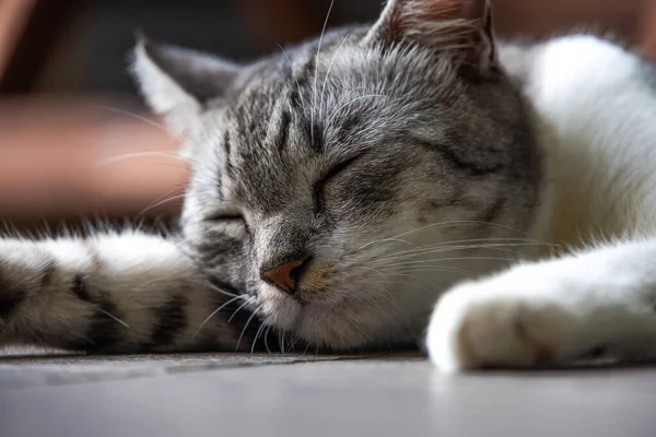 Yerde uyuyan genç bir dişi kedi. Kedi suratının yakın portresi. Yerde uyuyan küçük sevimli bir kedi yavrusunun makro fotoğrafı.