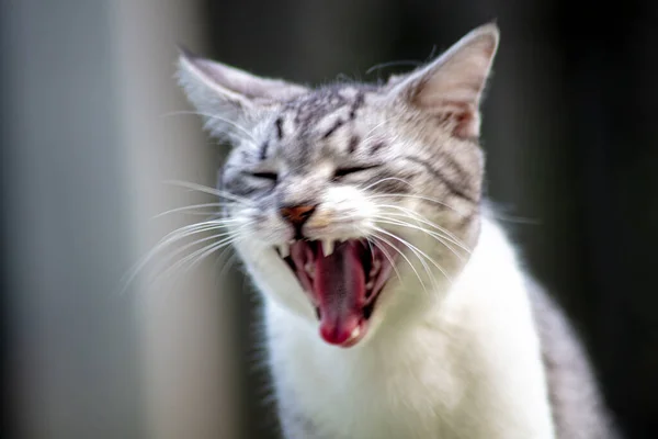 Adult female cat laying in the garden and yawning intensively. Close up cat portrait. Macro photography of a very sleepy cat. Portrait of a yawning female adult kitten in the back yard