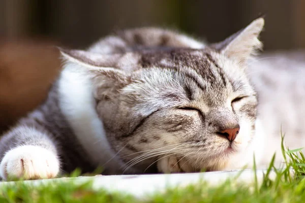 Una Joven Gata Durmiendo Suelo Cerca Retrato Una Cara Gato —  Fotos de Stock