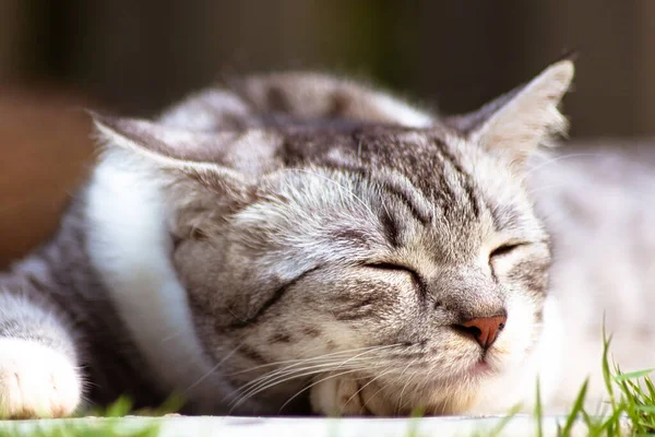 Una Joven Gata Durmiendo Suelo Cerca Retrato Una Cara Gato —  Fotos de Stock