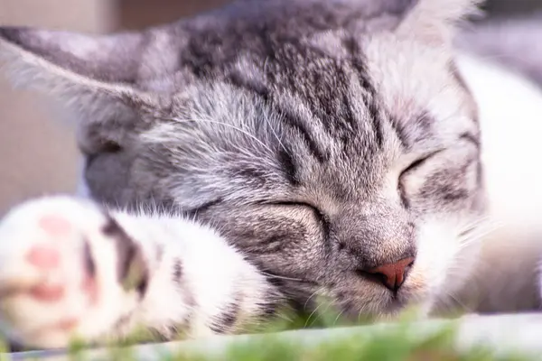 Una Joven Gata Durmiendo Suelo Cerca Retrato Una Cara Gato —  Fotos de Stock