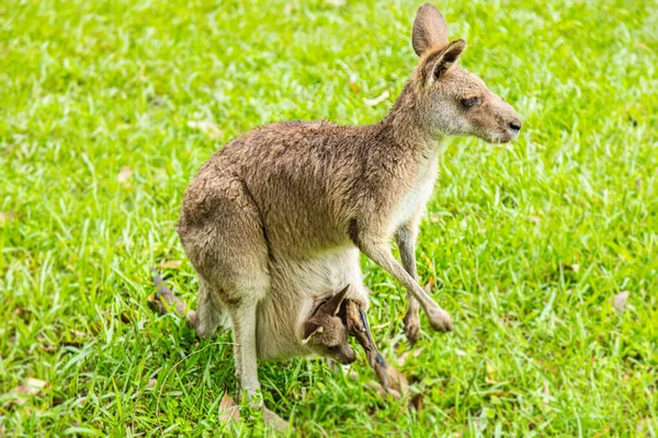 Kanguru Annesi Küçük Joey Kesesinde Yeppoon Queensland Avustralya Kanguru Anneye — Stok fotoğraf
