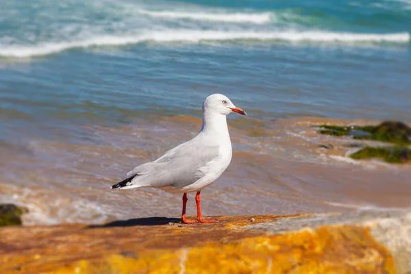 Mewy Siedzące Skale Plaży Pobliżu Sunshine Coast Australii Blisko Białych — Zdjęcie stockowe