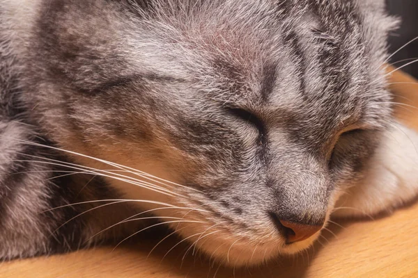 Gato Yace Escritorio Madera Casi Duerme Pequeño Gatito Con Piel —  Fotos de Stock