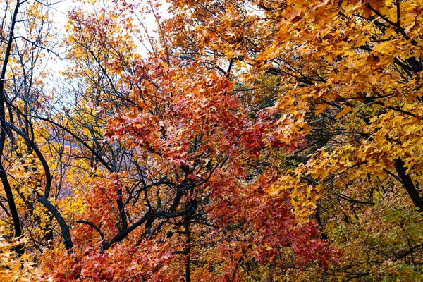 Feuilles Automne Colorées Dans Forêt Près Grand Mur Porcelaine Feuilles — Photo