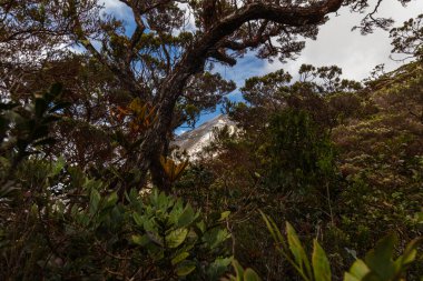 Kinabalu Dağı 'na tırmanmak, Sabah, Borneo, Malezya. Güney doğu Asya 'daki en yüksek dağ, Kota Kinabalu şehri yakınlarında. Dağın eteğindeki ormandan zirvedeki çorak bitkilere kadar.