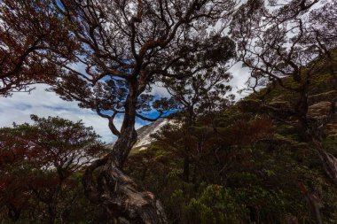Kinabalu Dağı 'na tırmanmak, Sabah, Borneo, Malezya. Güney doğu Asya 'daki en yüksek dağ, Kota Kinabalu şehri yakınlarında. Dağın eteğindeki ormandan zirvedeki çorak bitkilere kadar.