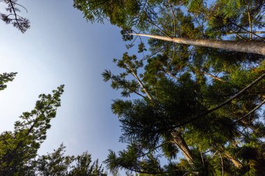 Çam ağaçlarının gövdeleri boyunca uzanan açık mavi gökyüzüne bakıyorum. Sabahın erken saatlerinde güneş doğduğunda, çam ormanının açıklığına bakın. Güneş ışınları ağaç kabuğuna yansıyor. Gökyüzüne bak